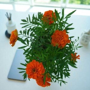 Marigold Plant- Orange