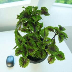 Coleus Dark Green