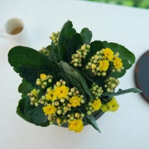 Kalanchoe Yellow