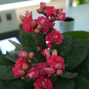 Kalanchoe Red