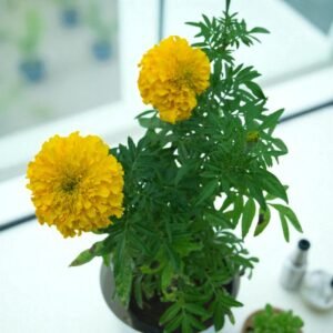 Marigold Plant - Yellow