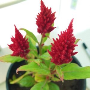 Celosia Pulmose -Kimono red