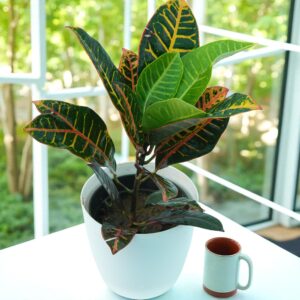 Croton Petra Plant