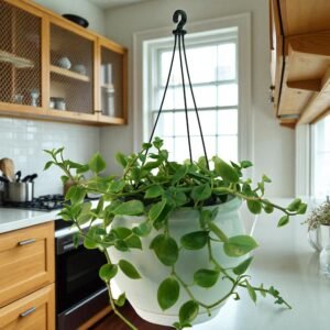 Peperomia Obtusifolia (Baby Rubber Plant)