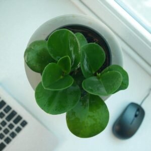 Peperomia plant