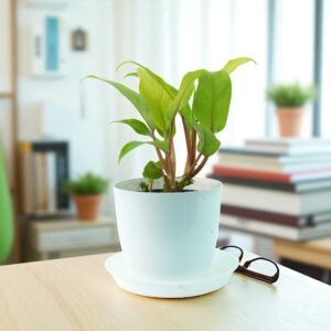 Echeveria Plant (Succulent)