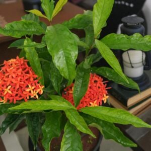 Pentas-red